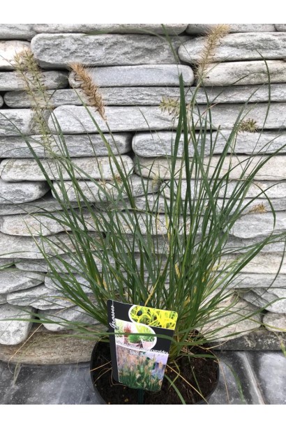 Пеннисетум лисохвостый Литтл Банни саженец в контейнере